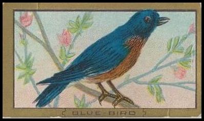 57 Blue Bird